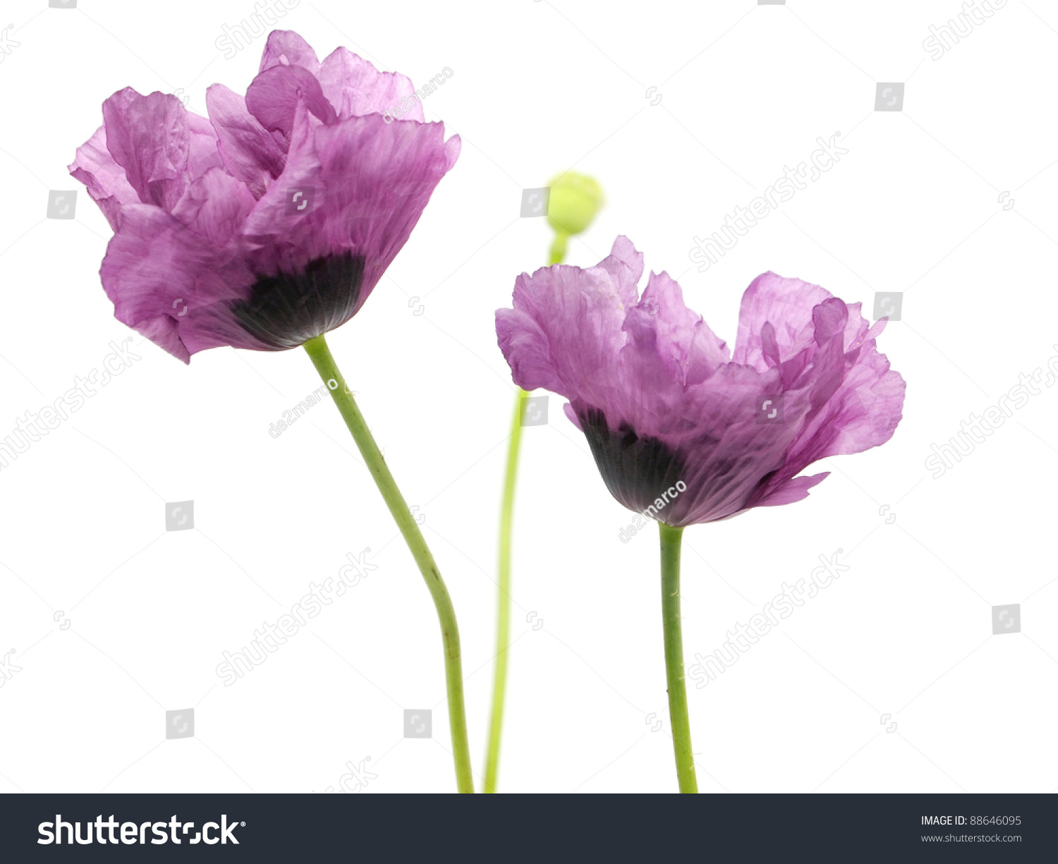 Purple Poppy Flower On A White Background Stock Photo