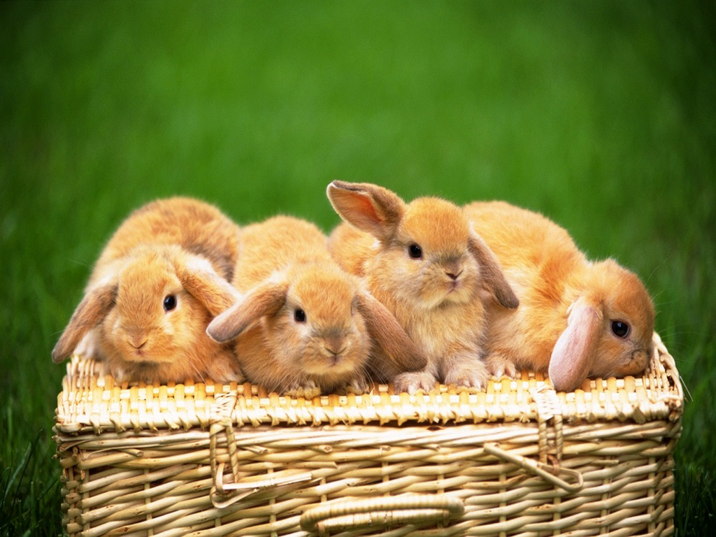 Hq Desktop Wallpaper Rabbits Bunny