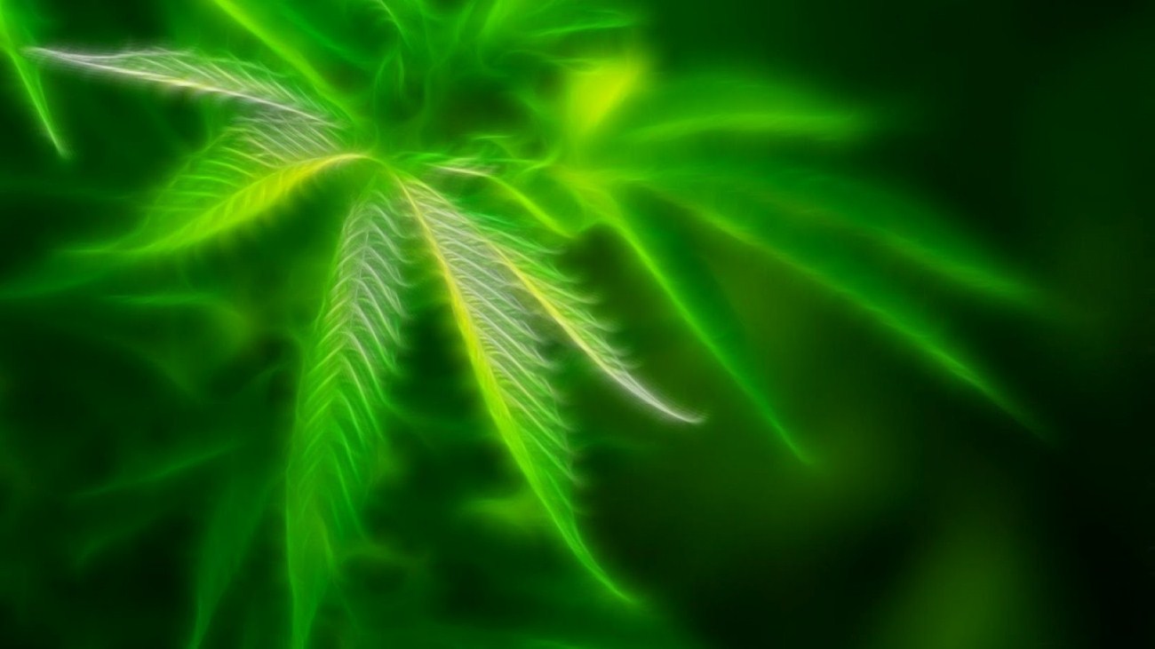 Wallpaper Green Marijuana Leaves Photos The Exotic