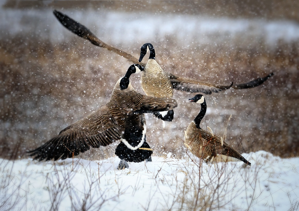 Goose Wallpaper Canada Geese Fighting In The