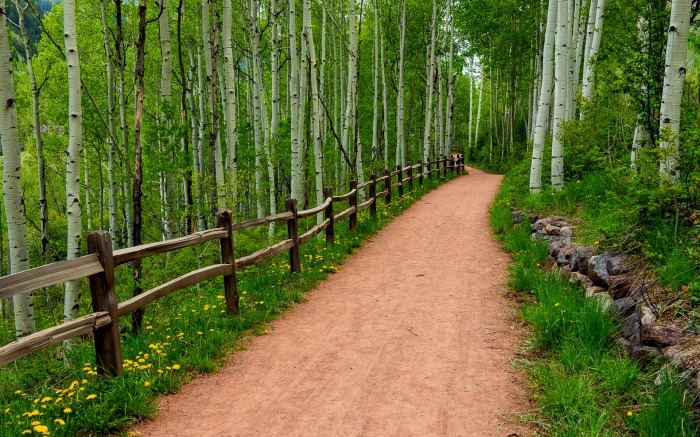Green Nature Forest Path Birch Woods Tree