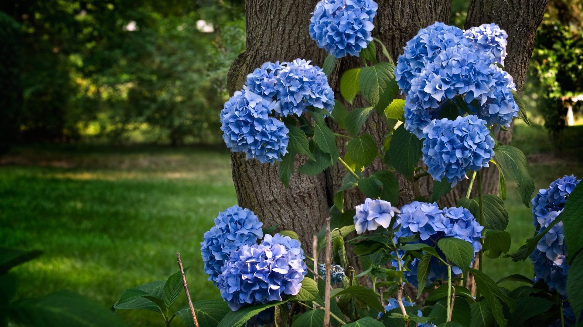 Nature Hydrangea HD Wallpaper