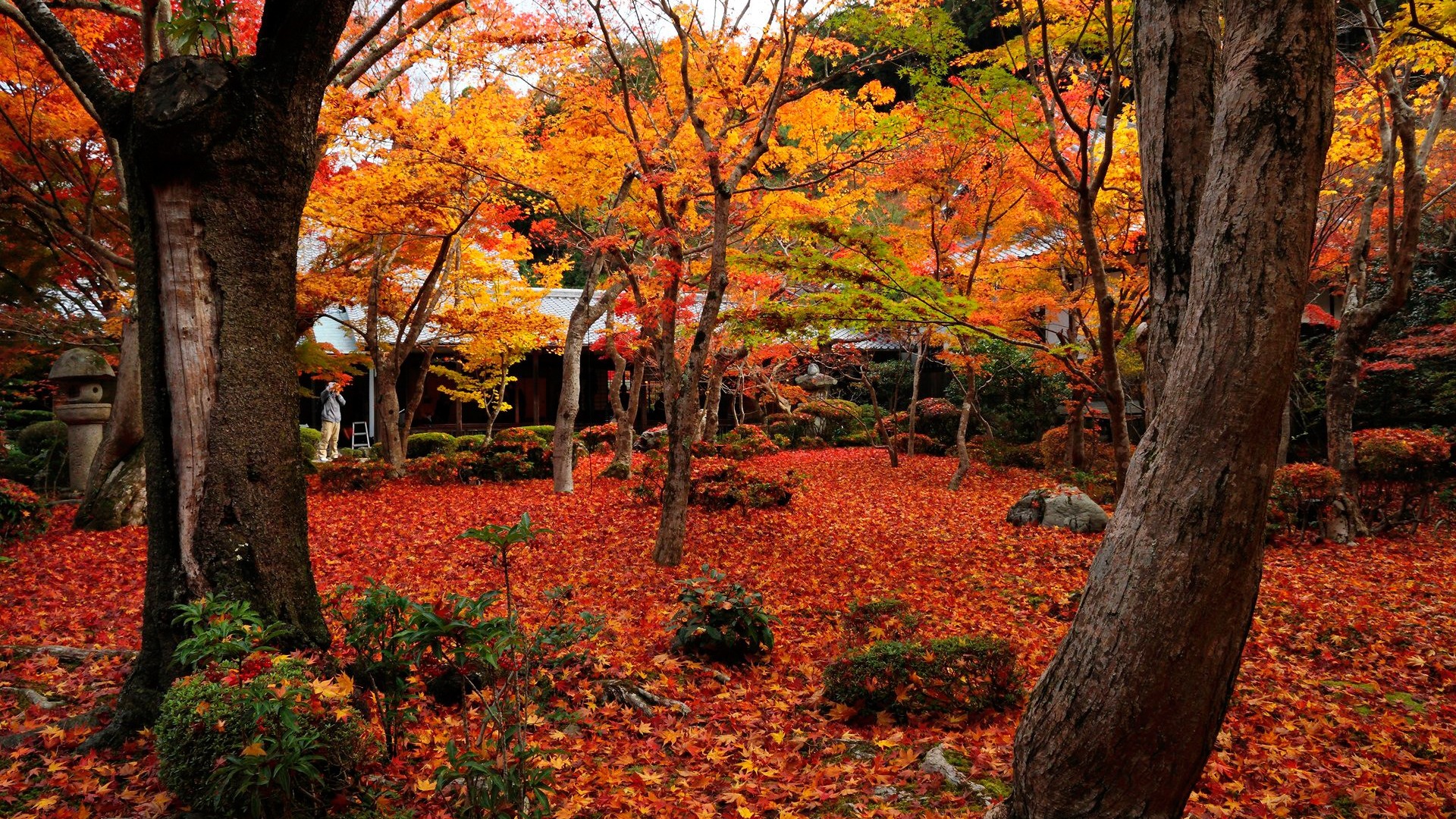 Autumn Maple Enkoji Temple Wallpaper HD Background