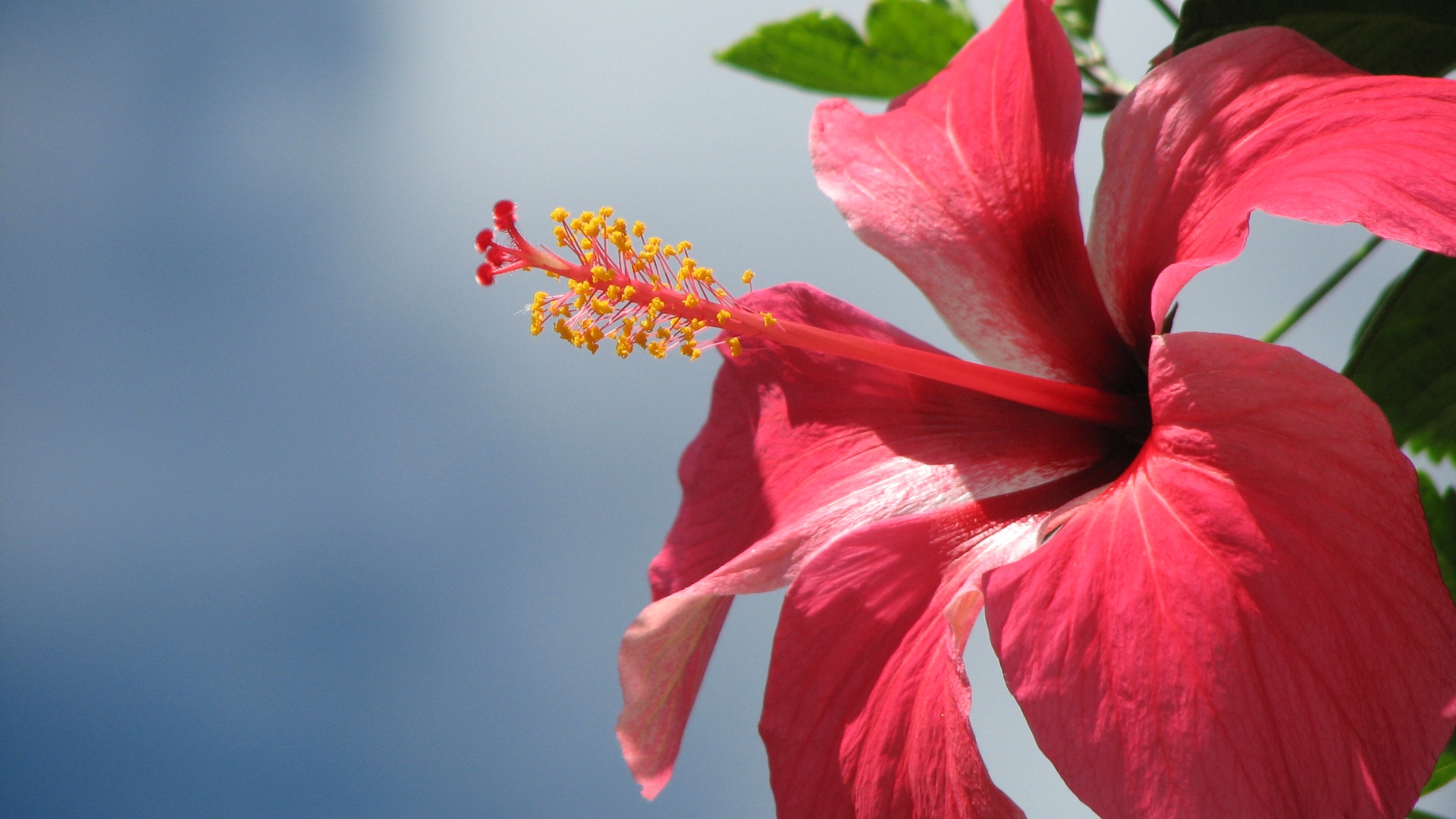 Changing Pictures Sky Cloudy Aware Pink Hibiscus Perhaps HD Wallpaper