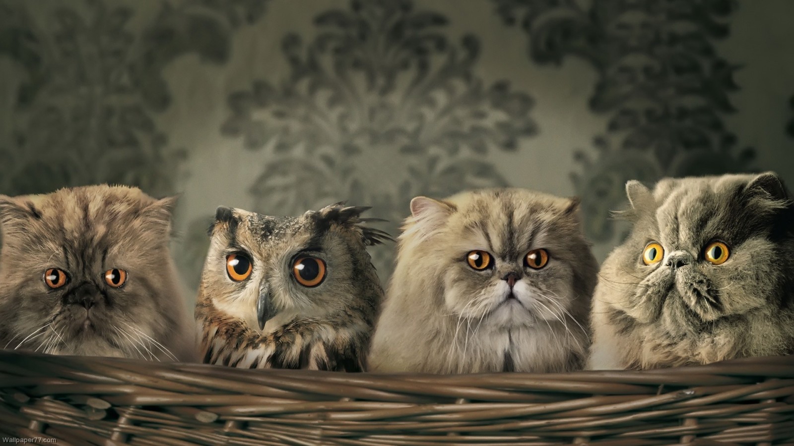 Find The Owl Pixels Wallpaper Tagged Baby Cats Funny