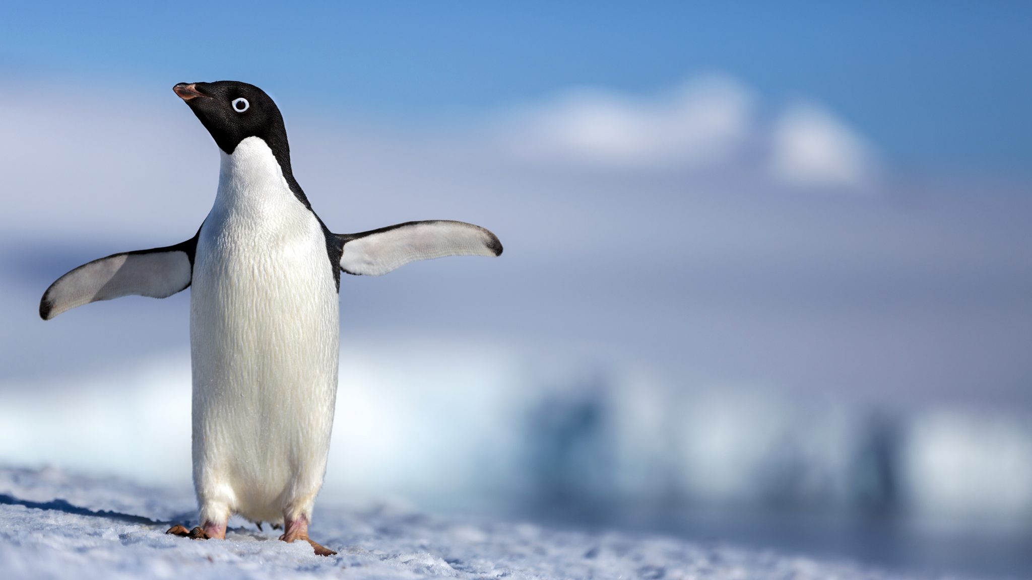 Disneynature Trailer For Penguins Silverback Films