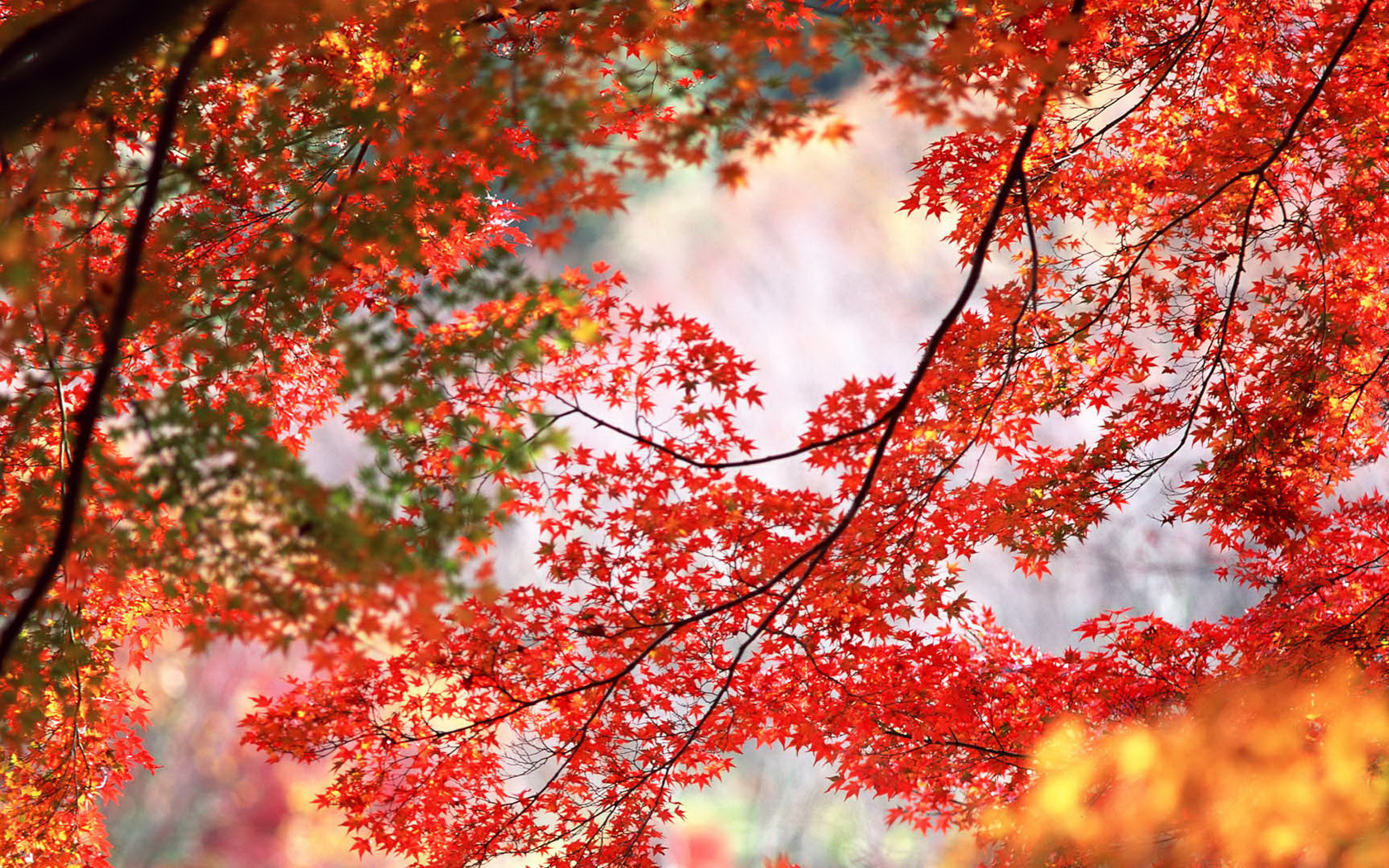 Red Maple Leaves Wallpaper