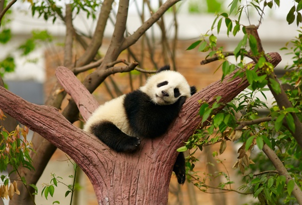 Wallpaper Panda Bear Rest Sleep Tree Baby Zoo Desktop