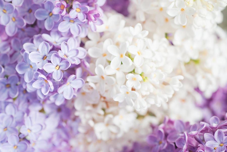 Lilac Background Photograph