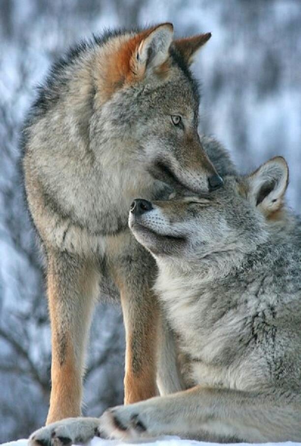wolf love wallpaper