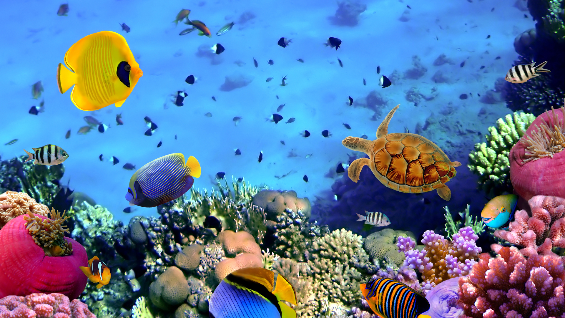 HD Coral Reef Wallpaper Belize Barrier Underworld