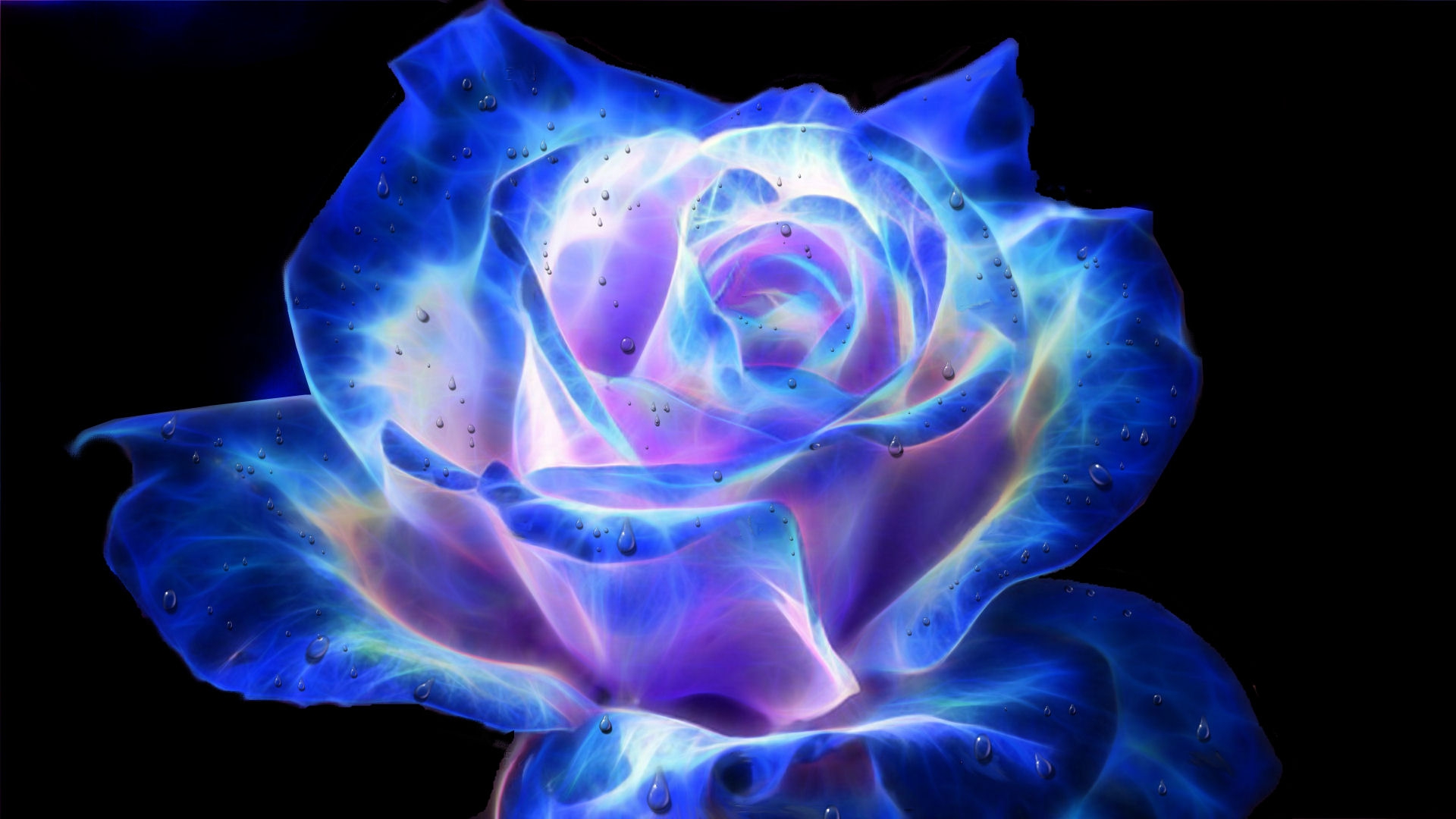 Rose Full HD Wallpaper And Image