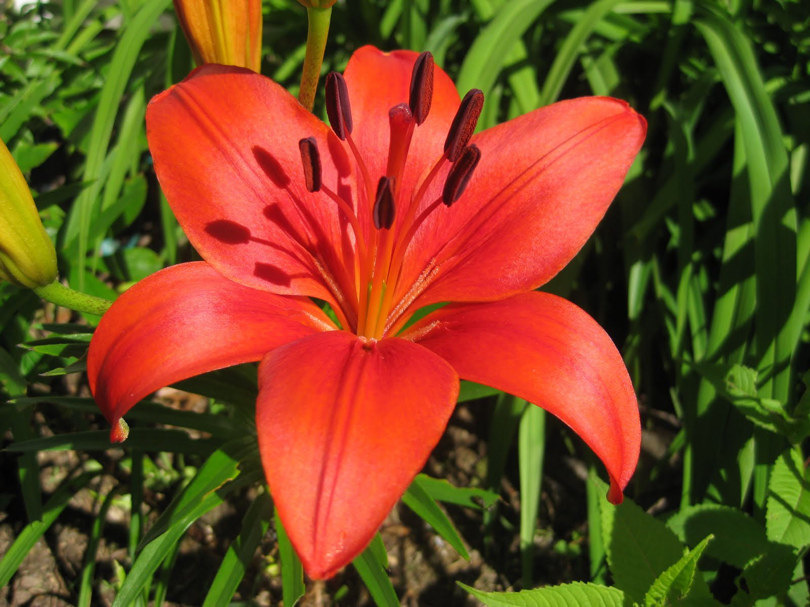 My Asiatic Lily Flowers Wallpaper Image Photos And Pictures For