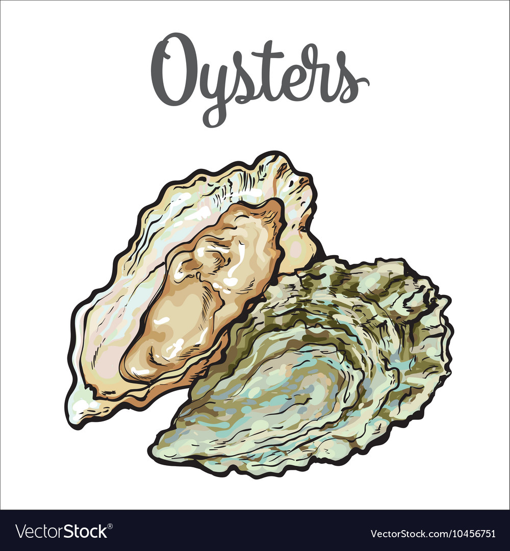 Free download Fresh oyster isolated on a white background Vector Image