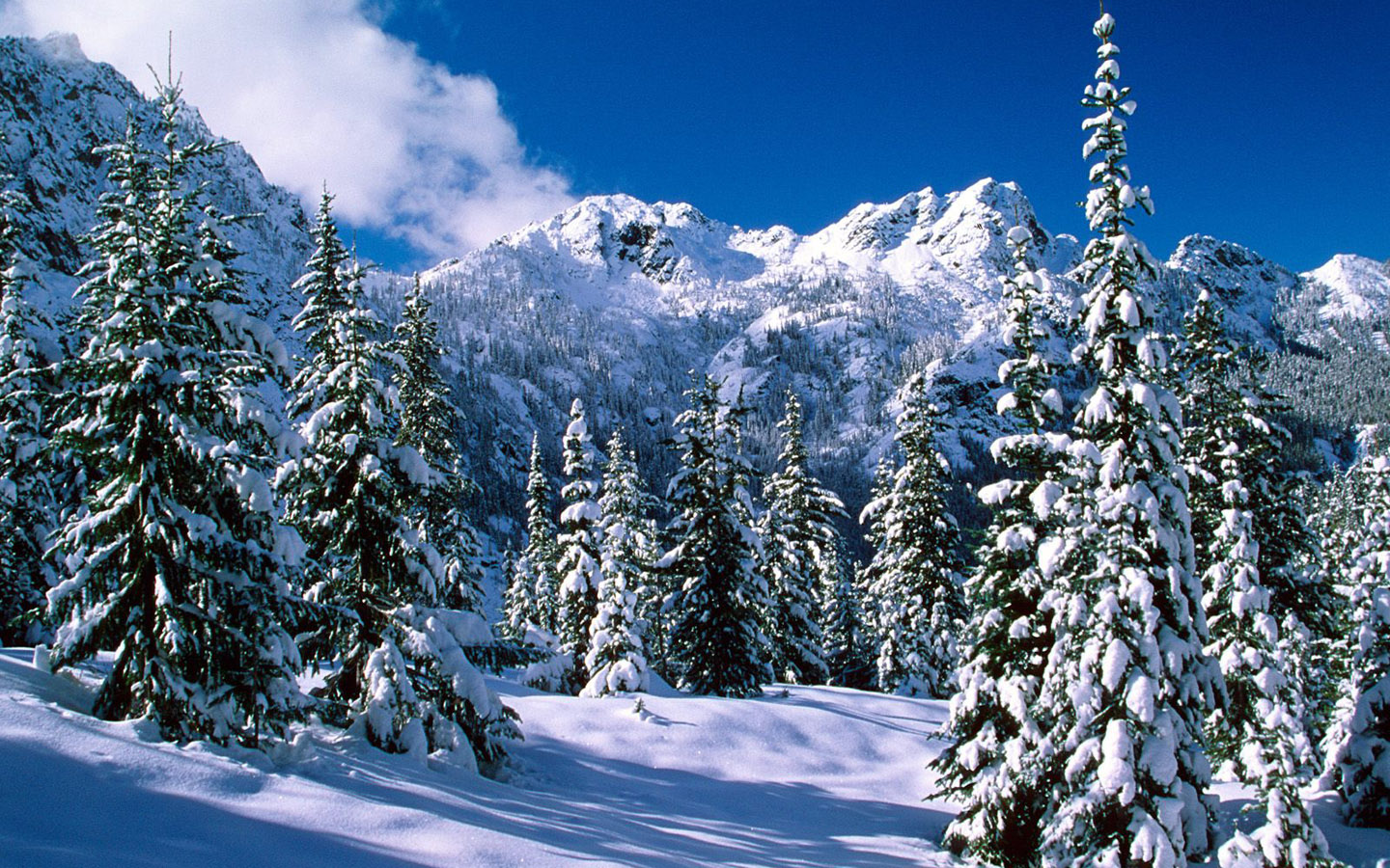 Winter wonderland Dreamy Snow Scene wallpaper 1440x900 NO46 Desktop