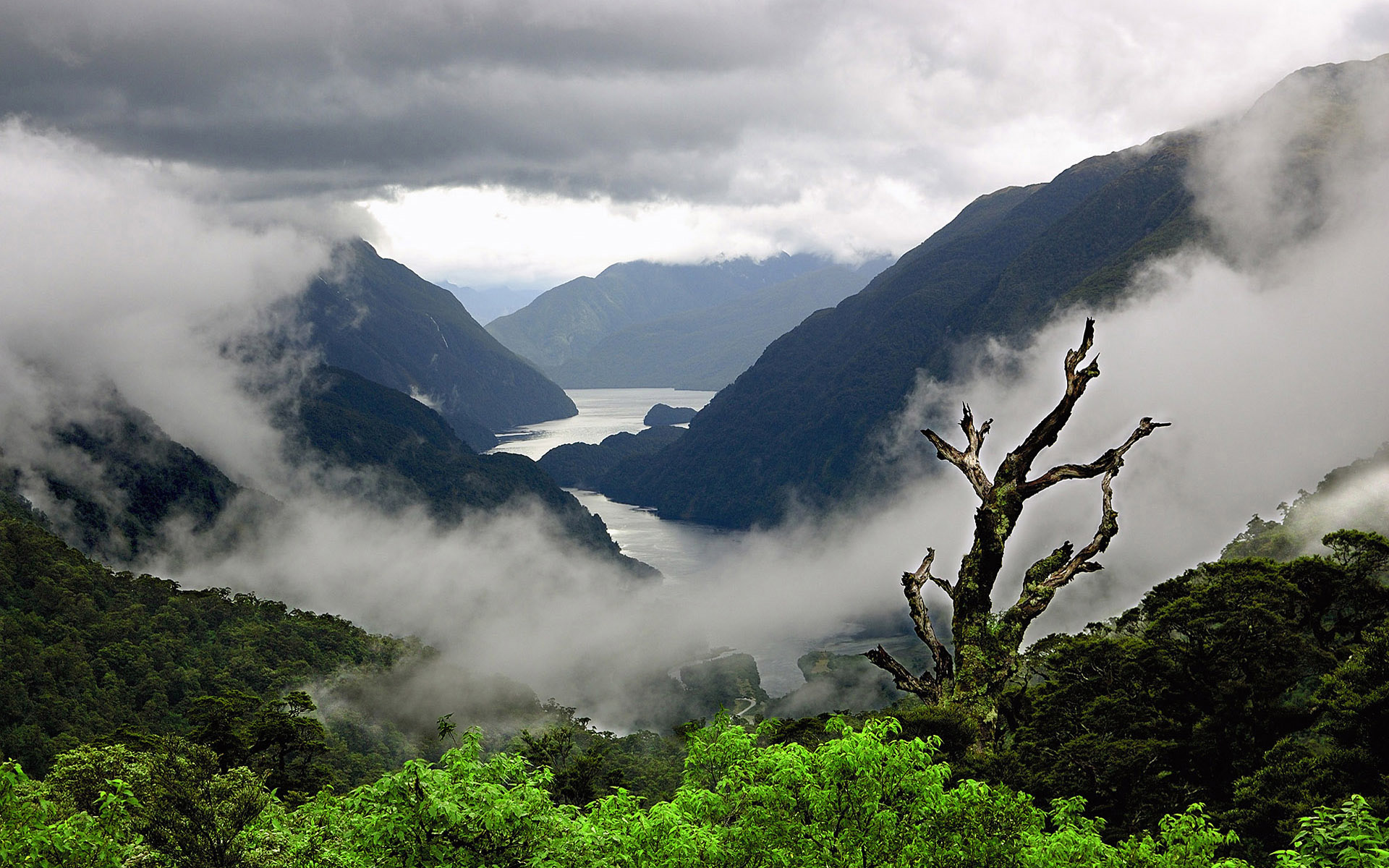  fog mountain trees pictures widescreen wallpapers   Fullsize Wallpaper