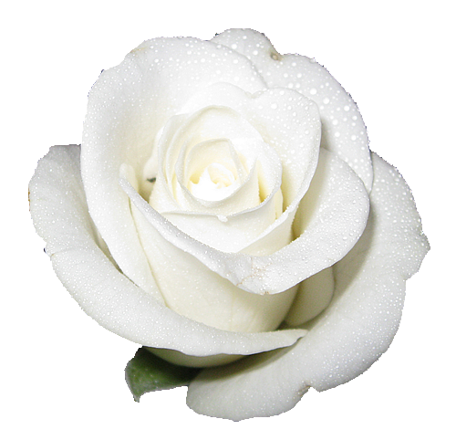 white elegant rose with transparent background