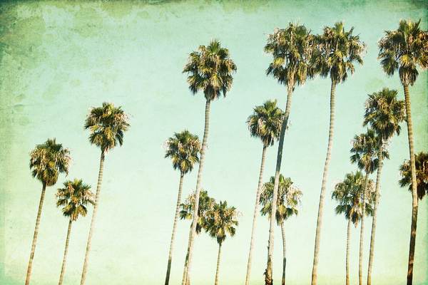 Palm Trees California Dreaming Iii Art Print By Mareike B Hmer