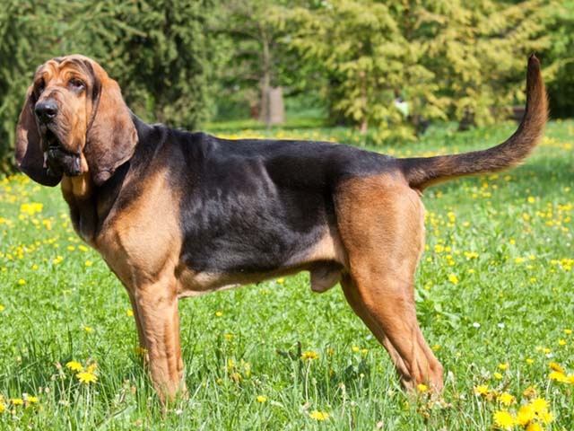 Wallpaper Bloodhound Dog Breed