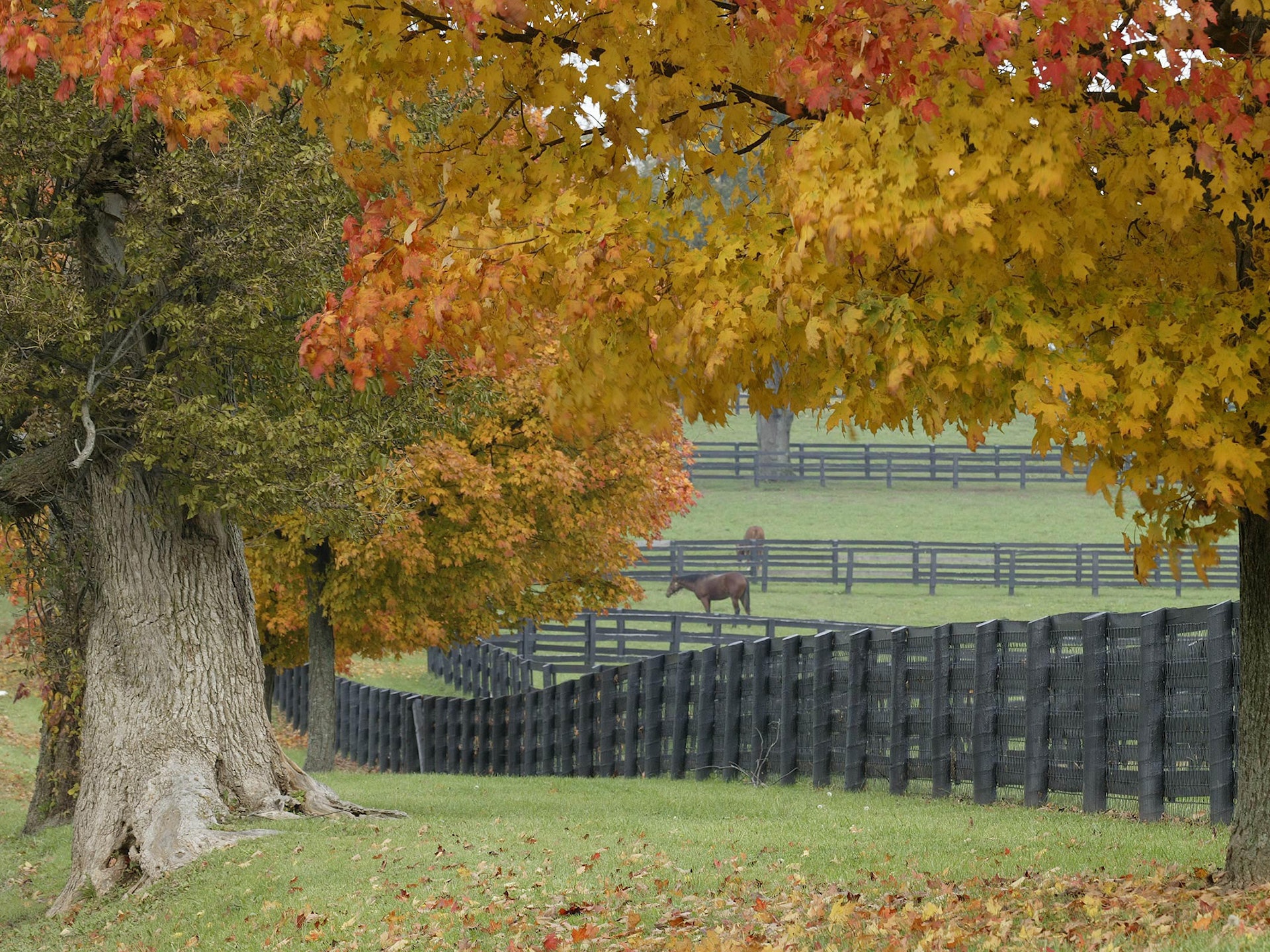 Horses In Autumn Puter Wallpaper Desktop Background