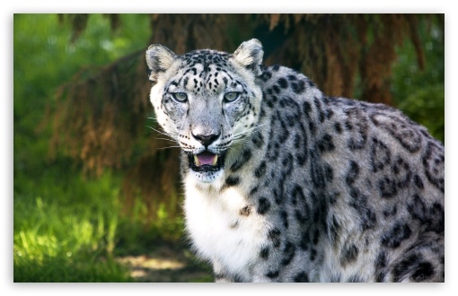 Snow Leopard Wild Animal HD Desktop Wallpaper Widescreen High