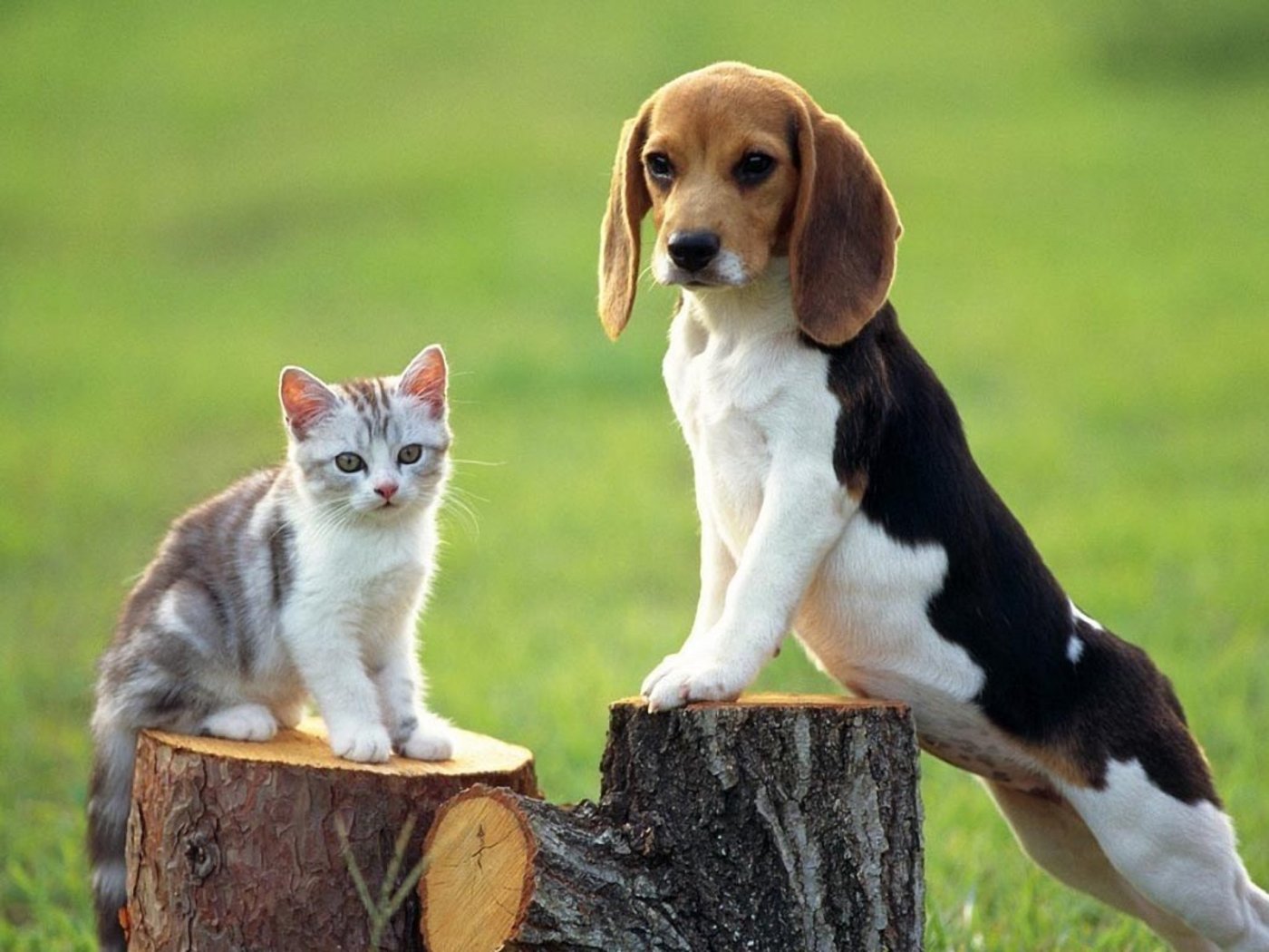 Funny Cat And Beagle Wallpaper
