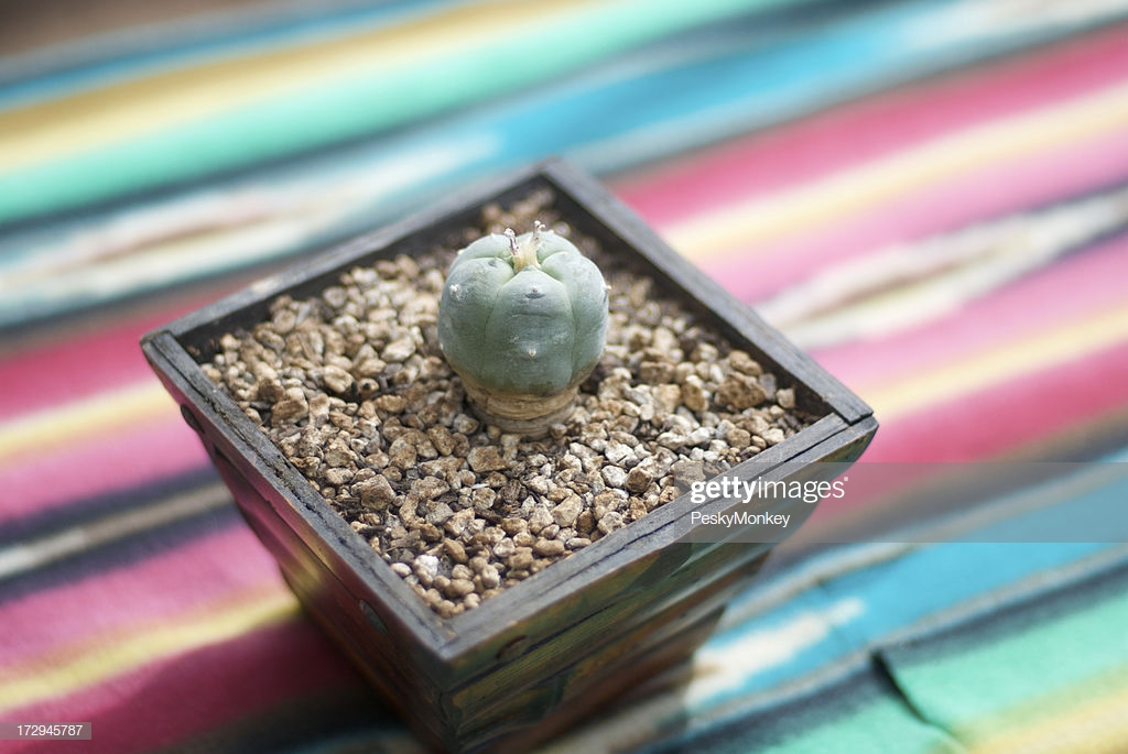 Peyote Cactus Mescal Bud Psychedelic Background Stock Photo