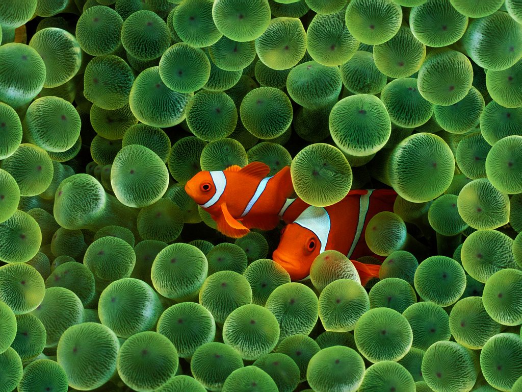 Clown Fish And A Sea Anemone Wallpaper