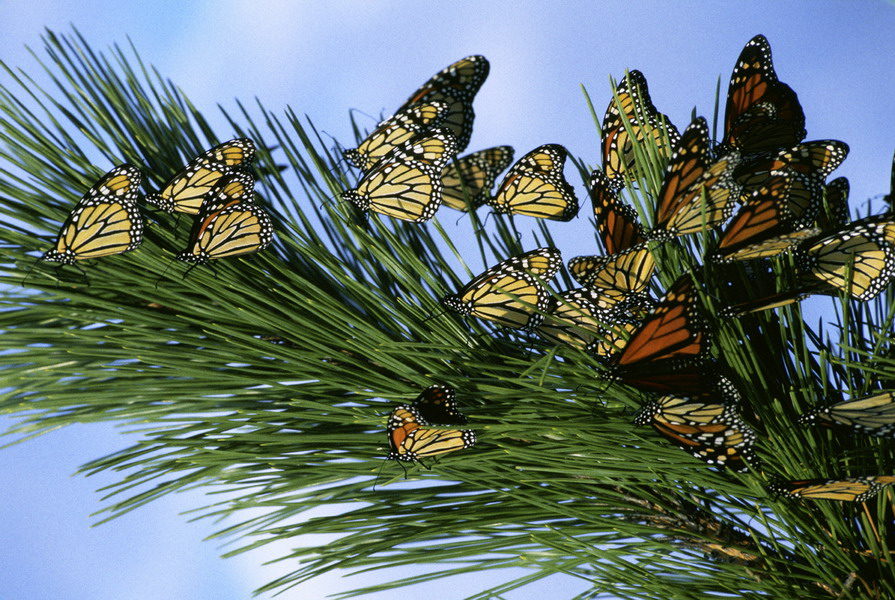 Monarch Butterflies Wallpaper