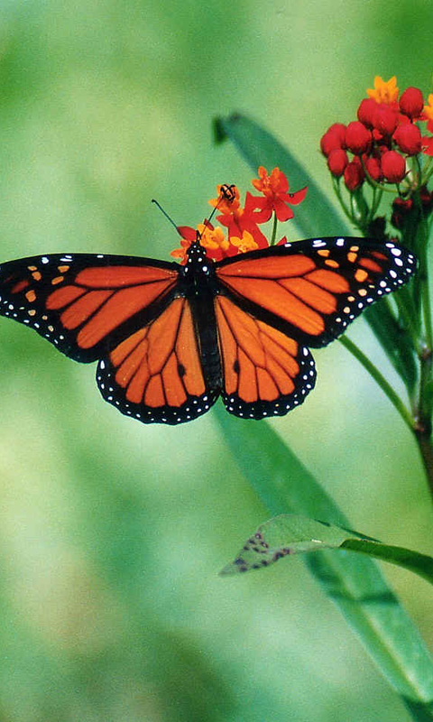 Butterfly Wallpaper For Your Android Phone