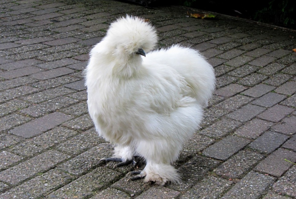 Silkie Chicken Feathers Stock Photo Image Wallpaper HD