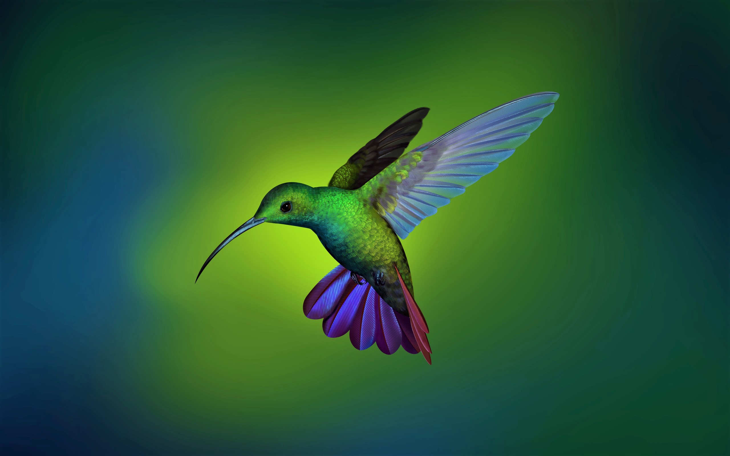 Hummingbird HD Wallpaper Background Image Id