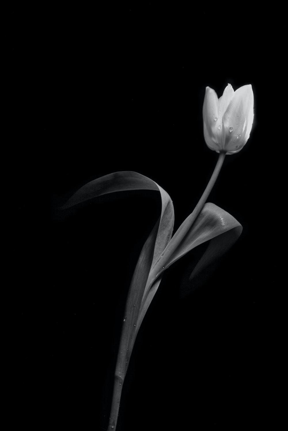 Black And White Flower Pictures HD Image