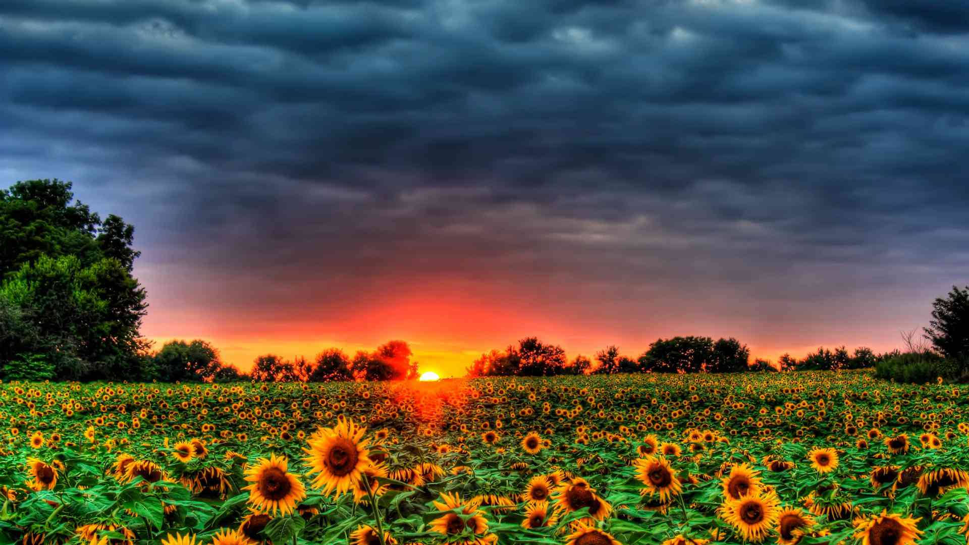 Summer Wallpaper