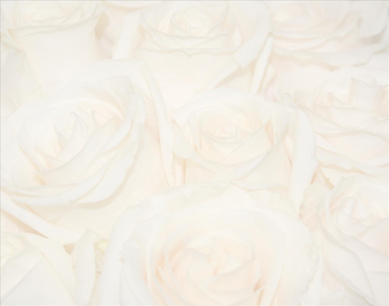 Plain Faded White Rose HD Desktop Background Wallpaper