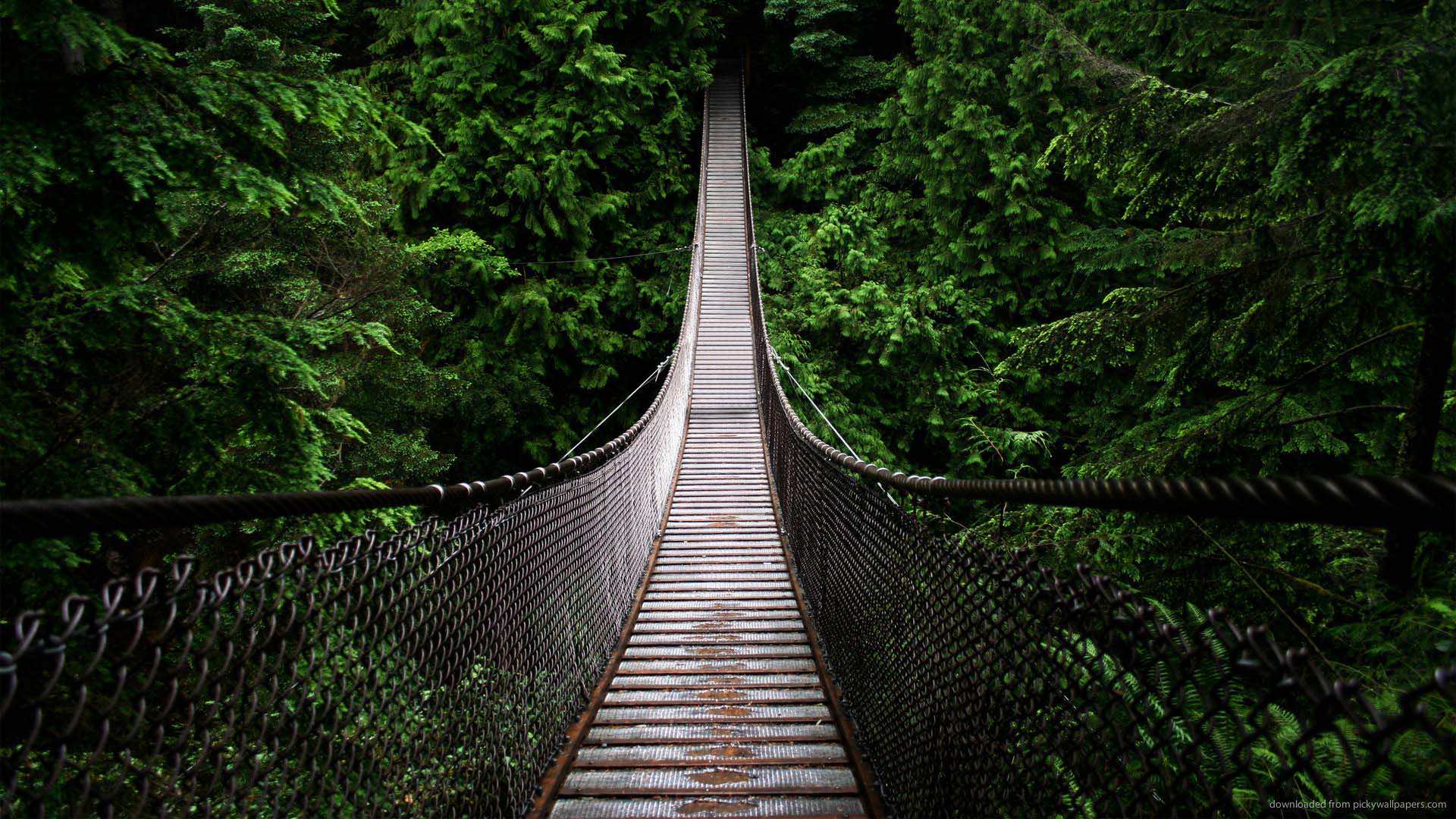 A long suspension bridge stretches through a lush, green forest, inviting viewers to cross into the tranquil wilderness
