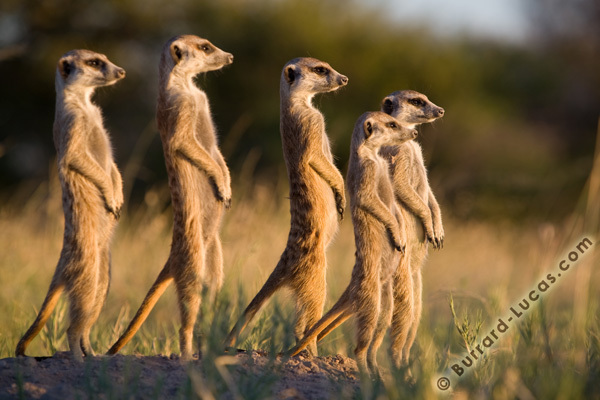 Animals Image Meerkats March Wallpaper And Background Photos