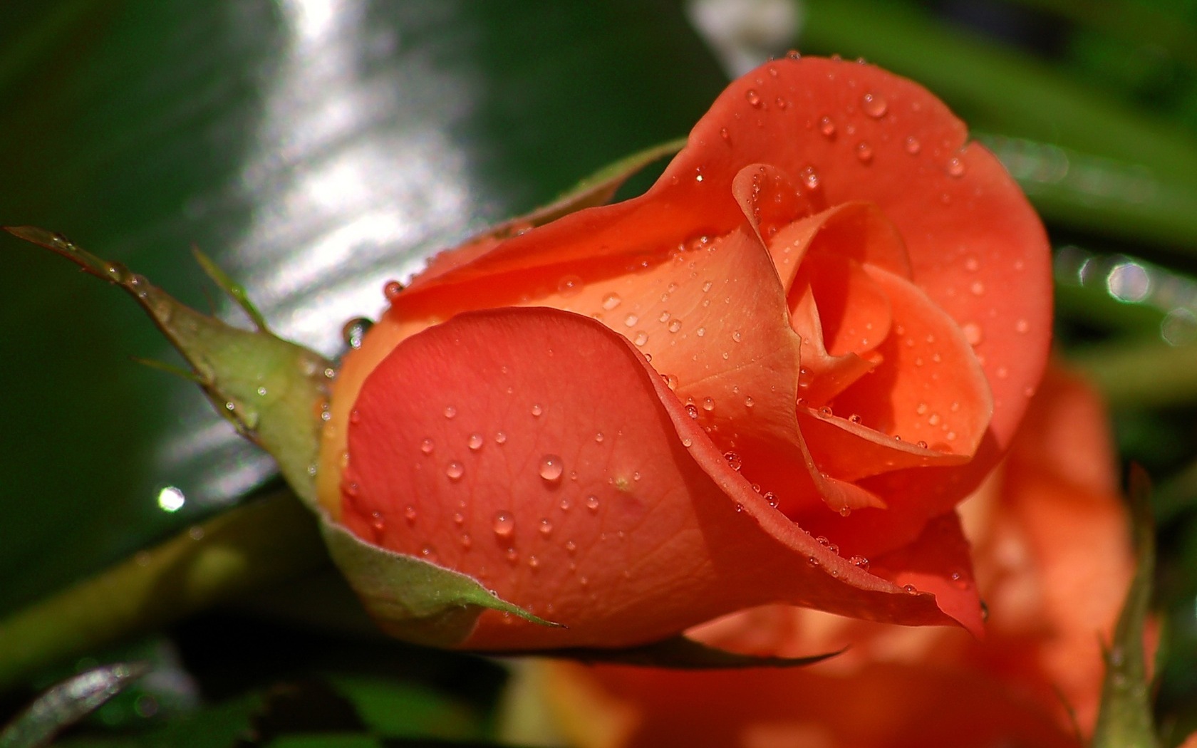 Flowers Rose Water Drops wallpaper background