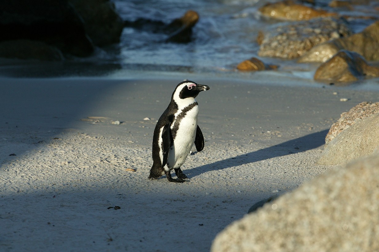 African Penguin Wallpaper Hd