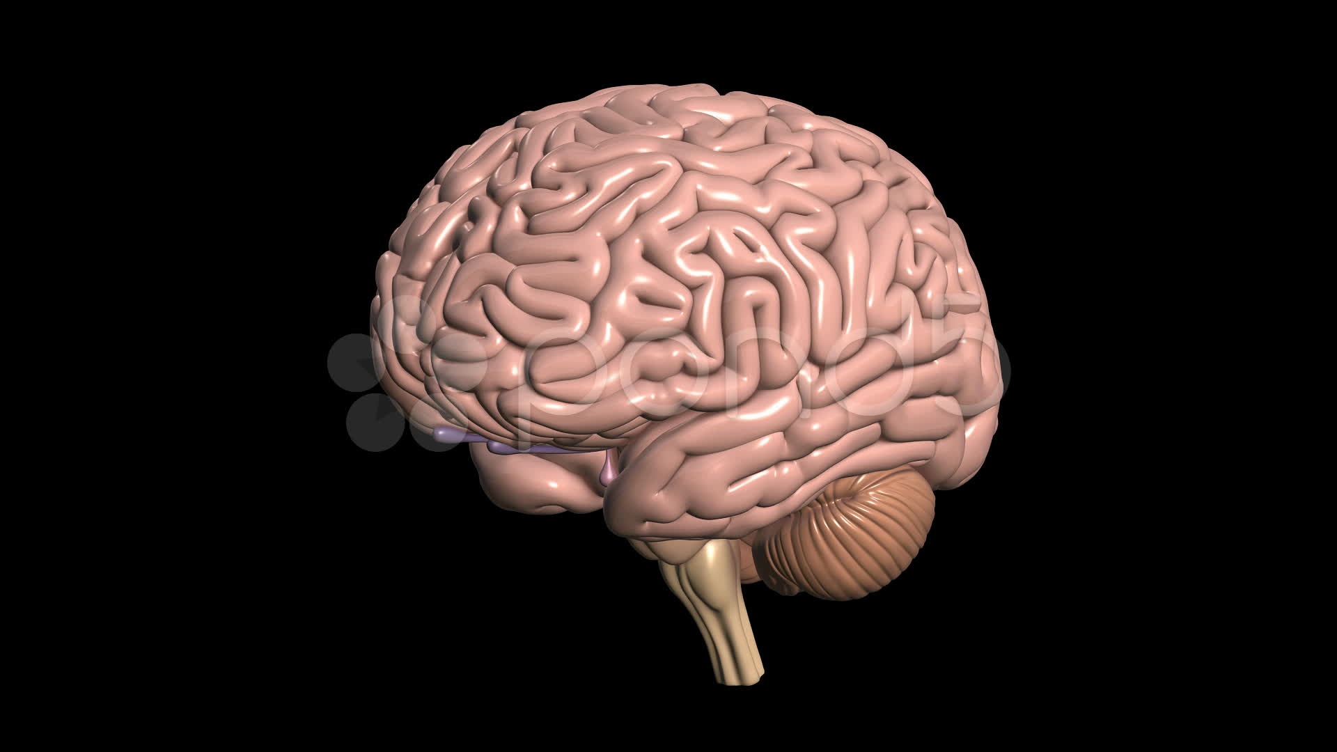 Displaying Image For Human Brain Wallpaper HD