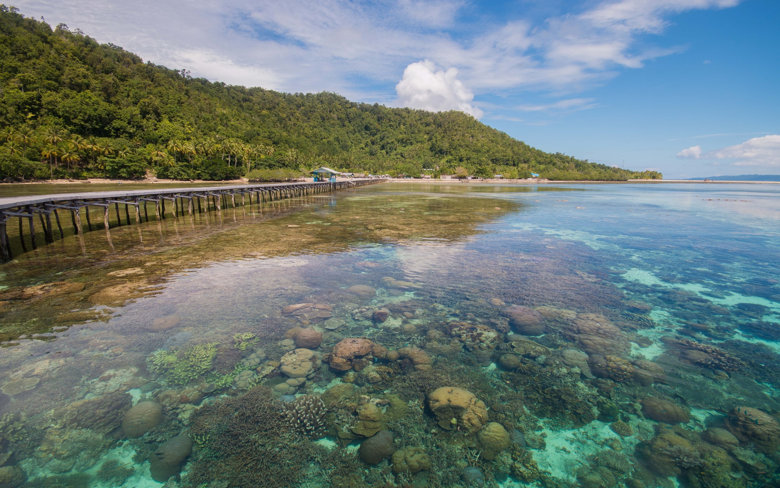 Papua 1080p 2k 4k Full HD Wallpaper