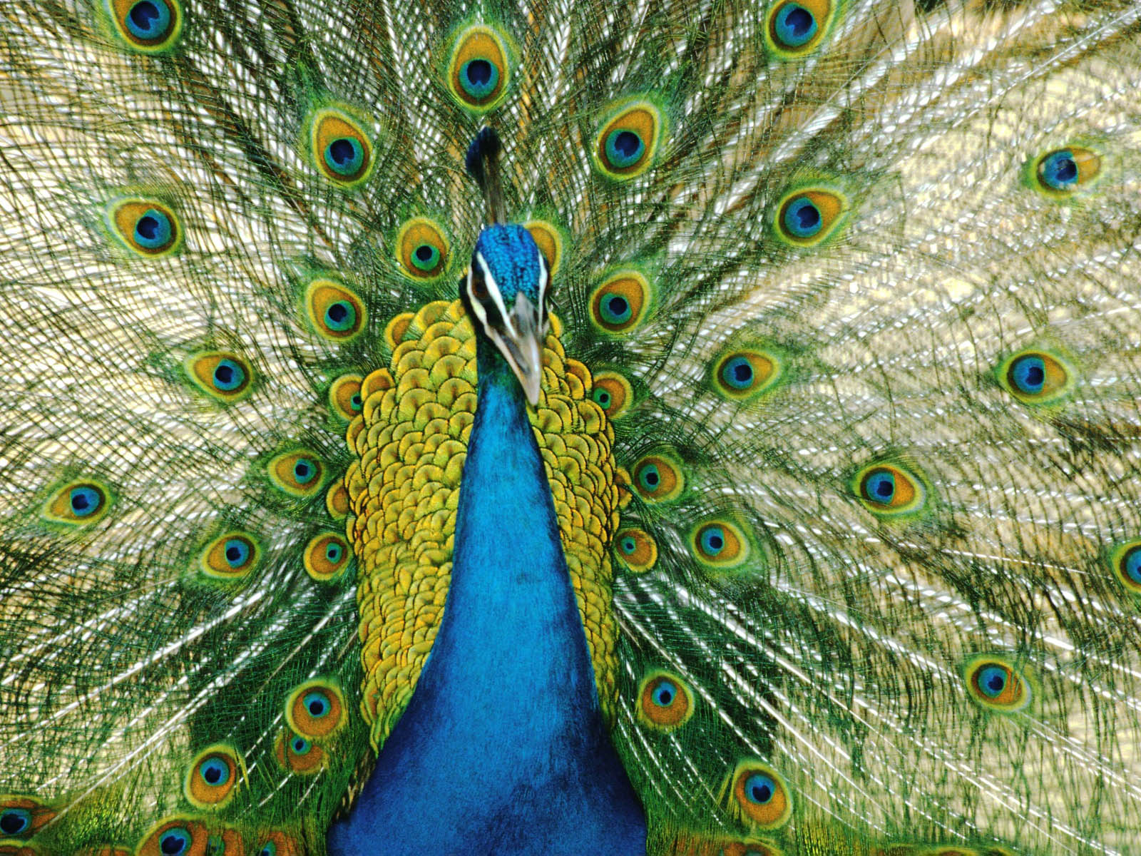 wallpapers Peacock Wallpapers 1600x1200