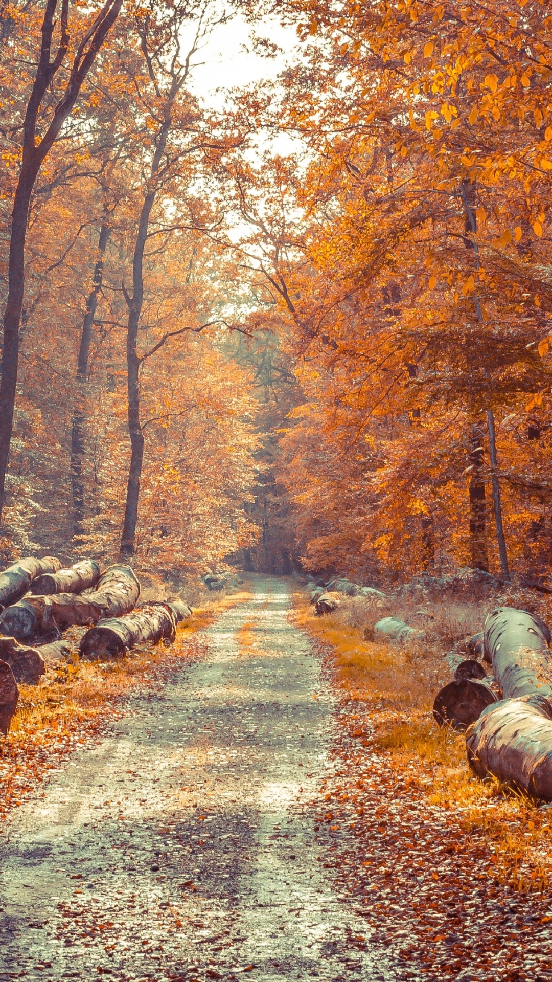 iPhone Autumn Wallpaper