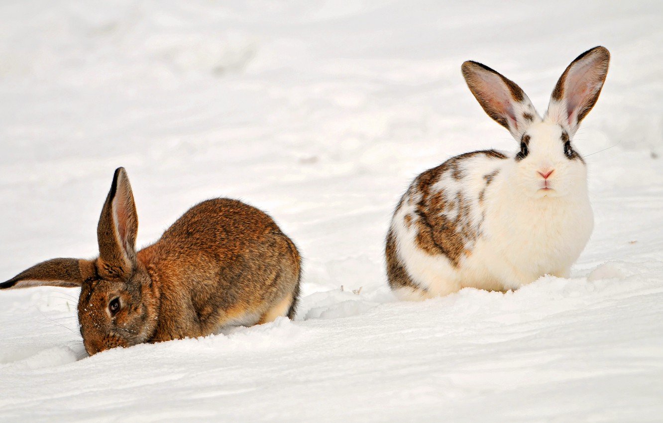 Wallpaper animals snow rabbits Two rabbits in the snow images