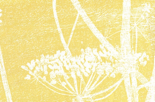 Cow Parsley Wallpaper White cow parsley print on yellow