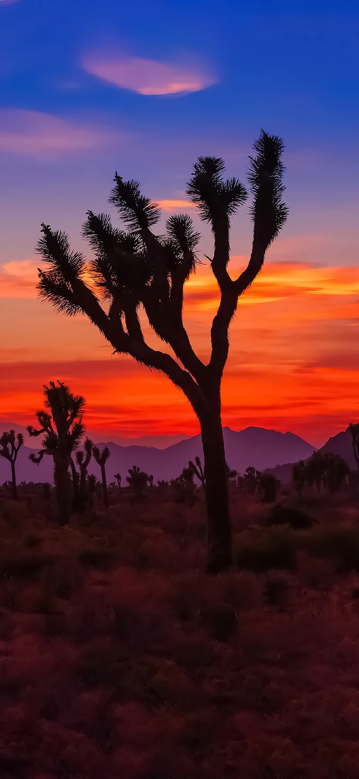 Free download IOS WALLPAPER IPHONE JOSHUA TREE [739x1600] for your