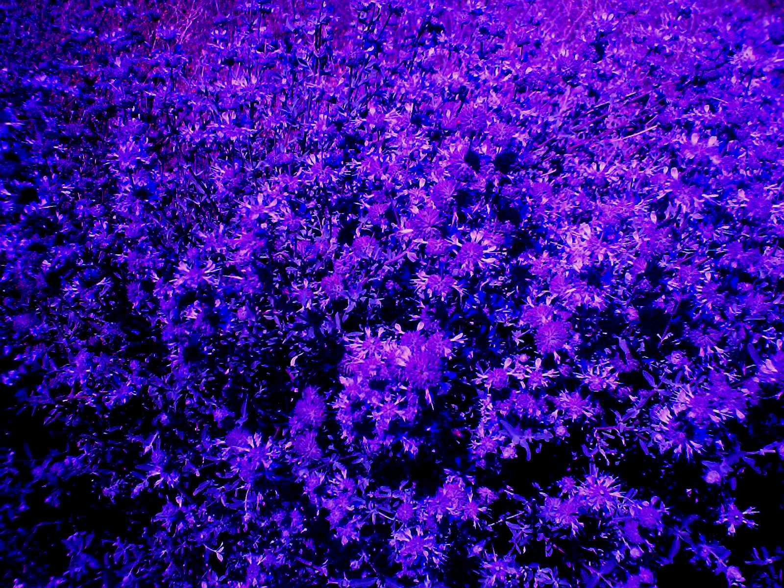 Violet Flower Field