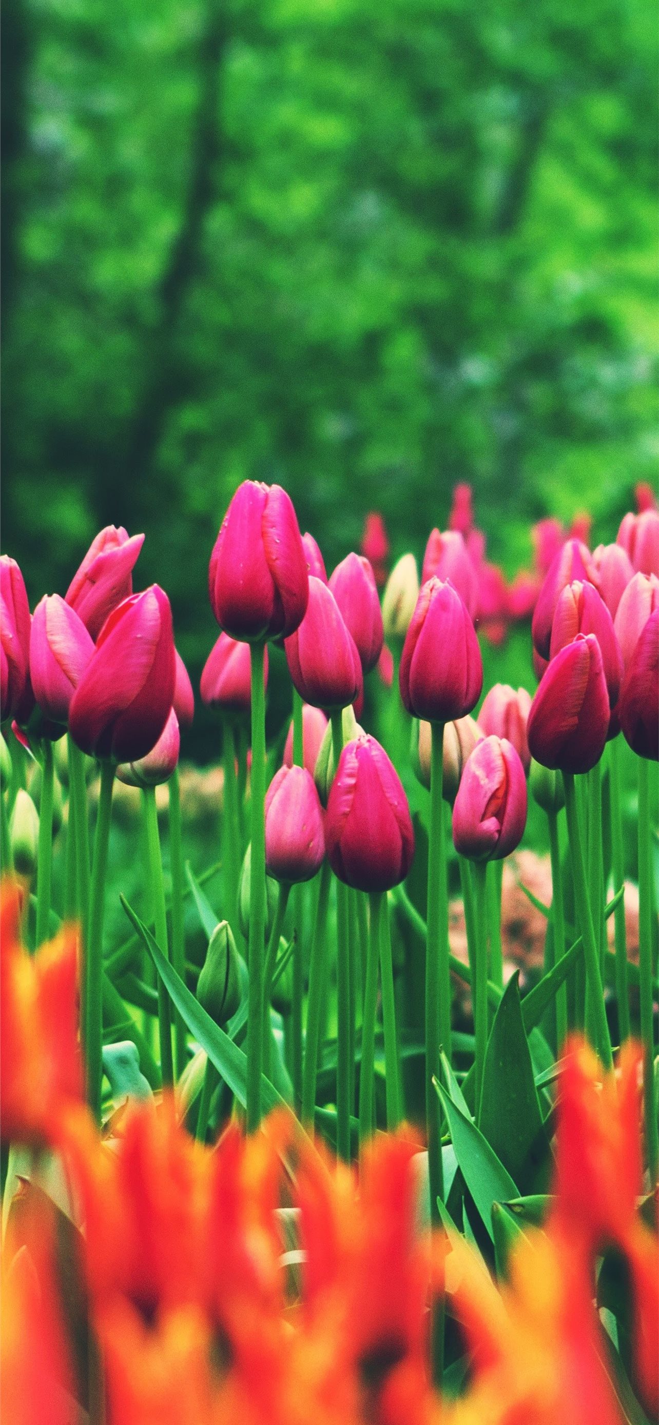 Tulip iPhone HD Wallpaper