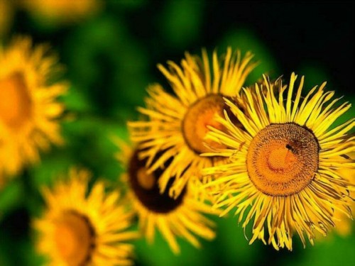 Yellow Sunflower Screensaver Screensavers   Download Yellow Sunflower