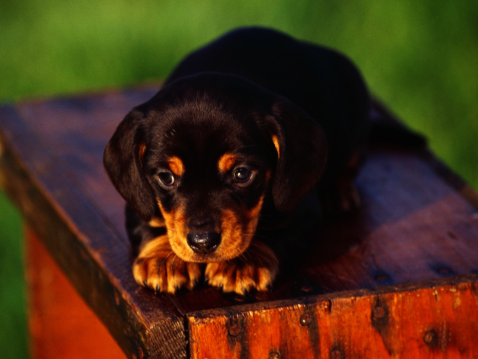 Cute Innocent Looking Puppy HD Wallpaper Vvallpaper